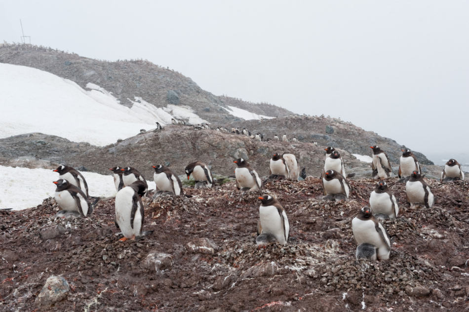 Eselspinguine, Trinity Island, Antarktische Halbinsel, Â©Vreni Gerber