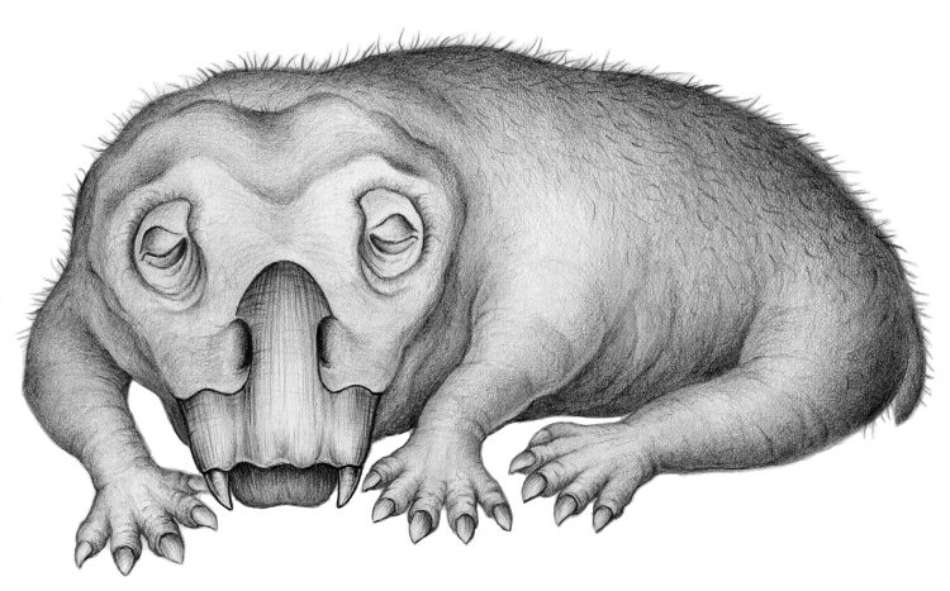 Lystrosaurus während des Winterschlafes. (Bild: Crystal Shin/DPA)