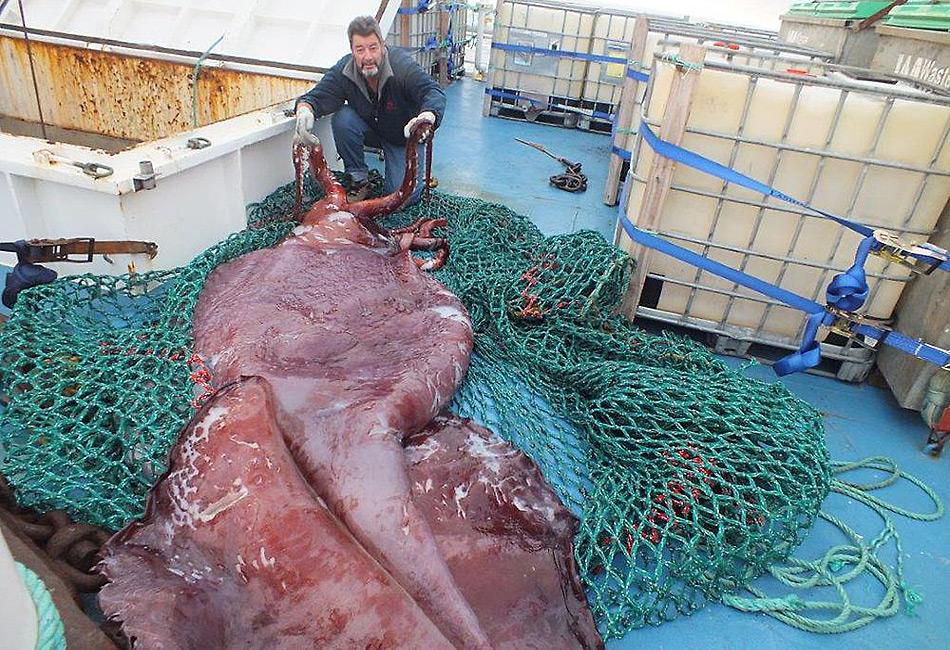 Der 500 Kilogramm schwere und vier bis fÃ¼nf Meter lange Riesentintenfisch wurde mit einem Netz auf das Schiff gebracht.