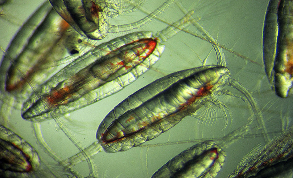Ruderfusskrebse, Calanus finmarchicus, Bild: SAMS / David Pond