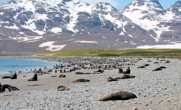 Su00fcdgeorgien liegt mitten im Su00fcdatlantik, bzw. Su00fcdpolarmeer. Durch seine abgelegene Lage konnten